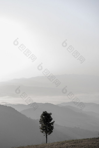 一个树独自一人站山和山范围有雾的雾背景黑色的和白色照片