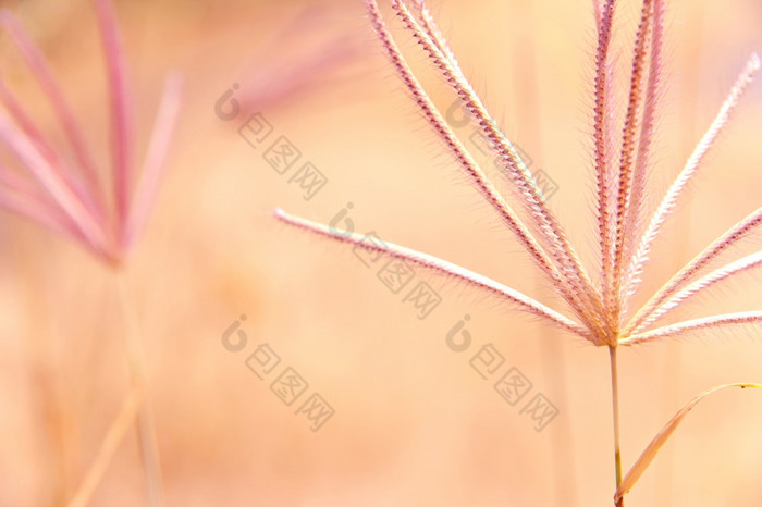 花杂草草与太阳光背景