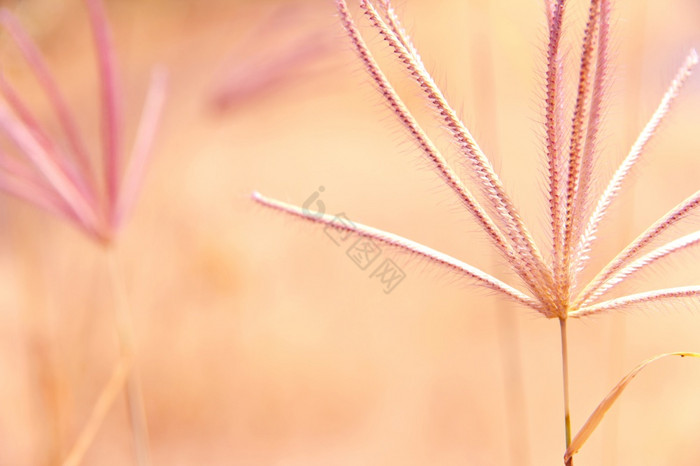 花杂草草与太阳光图片