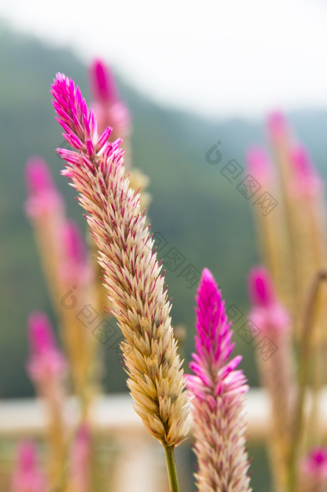 花杂草草与太阳光