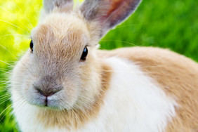的兔子兔子的草