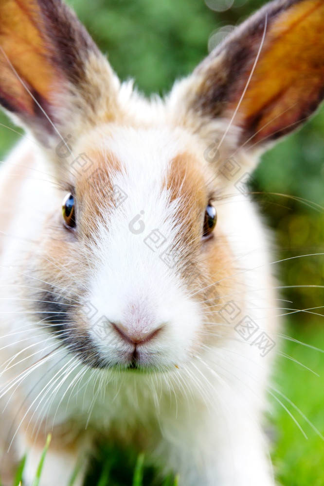 可爱的兔子兔子的草