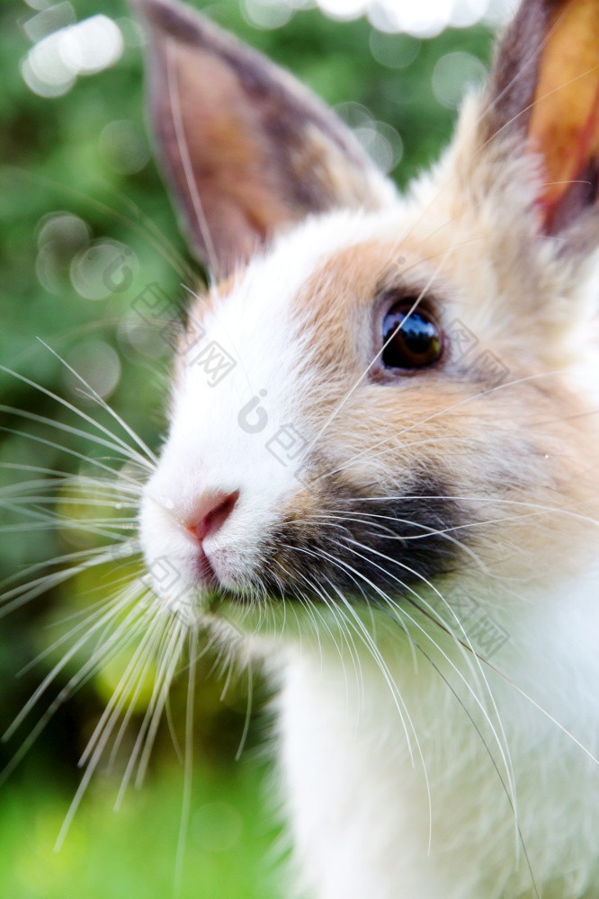 可爱的兔子兔子的草