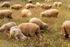 羊羔放牧绿色场