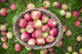 新鲜<strong>的秋天</strong>苹果被选从果园和把篮子