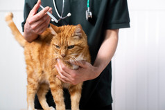 兽医给猫治疗控制蜱虫和跳蚤侵扰