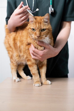 兽医给猫治疗控制蜱虫和跳蚤侵扰