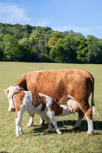 妈妈。牛乳臭未干的小子婴儿小腿放牧夏天牧场牲畜农场