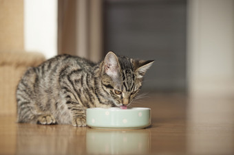 宠物<strong>虎</strong>斑猫小猫吃食物从碗首页
