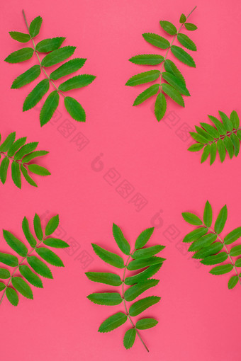 有创意的平躺前视图模式与新鲜的绿色罗文树叶子明亮的粉红色的背景与复制空间最小的双色版流行艺术风格框架模板为文本