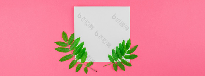 有创意的平躺前视图白色信模拟与新鲜的绿色罗文树叶子明亮的粉红色的背景与复制空间最小的双色版流行艺术风格模板为文本长宽横幅