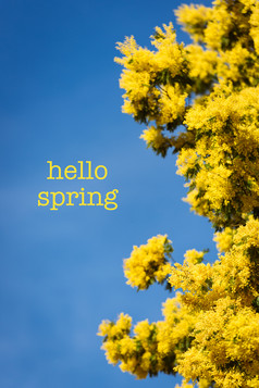 黄色的盛开的含羞草树春天蓝色的天空背景