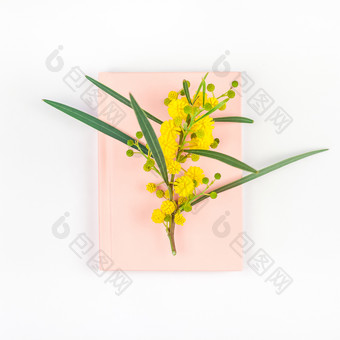 金合欢皮克南塔含羞草嫩枝与黄色的毛茸茸的花粉红色的笔记本孤立的白色背景前视图平躺与复制空间极简主义风格