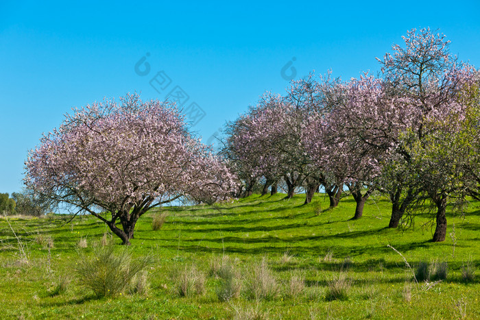 粉红色的花盛开的桃子树花园春天明亮的蓝色的天空背景