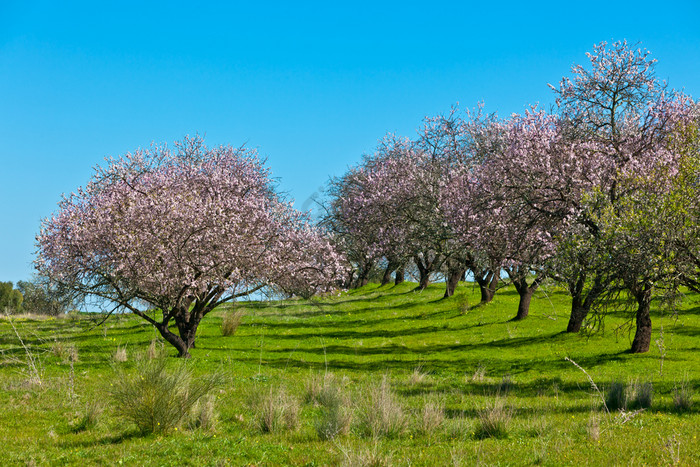粉的花盛开的桃子树花园春天明亮的的天空