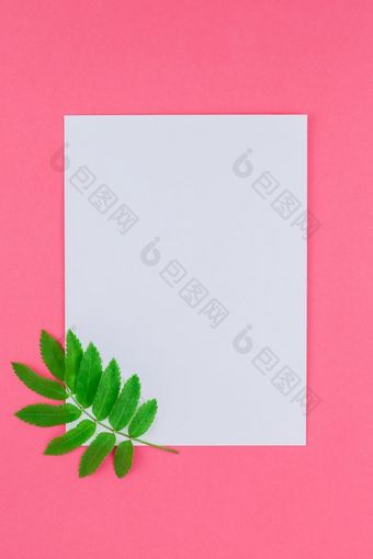有创意的平躺前视图白色信模拟与新鲜的绿色罗文树叶子明亮的粉红色的背景与复制空间最小的双色版流行艺术风格模板为文本