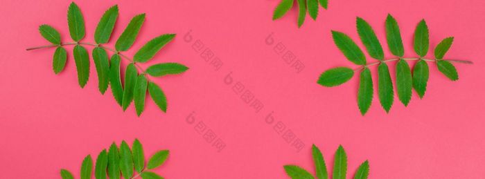 有创意的平躺前视图模式与新鲜的绿色罗文树叶子明亮的粉红色的背景与复制空间最小的双色版流行艺术风格框架模板为文本长宽横幅