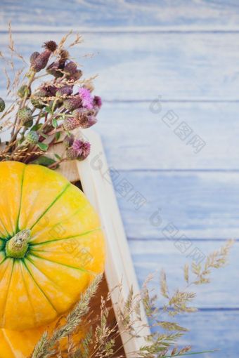 前视图秋天橙色南瓜和干花和草盒子感恩节背景在蓝色的健美的木表格与复制空间模板为秋天收获情绪文本