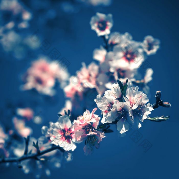 粉红色的花盛开的桃子树春天背景广场作文颜色的一年经典蓝色的健美的