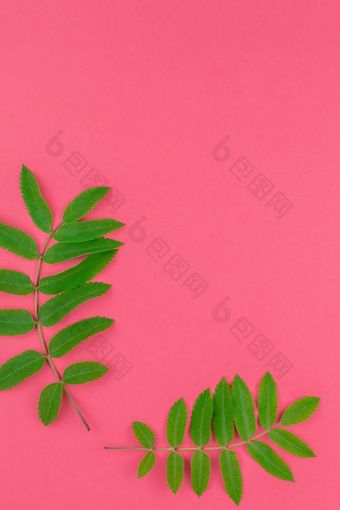 有创意的平躺前视图模式与新鲜的绿色罗文树叶子明亮的粉红色的背景与复制空间最小的双色版流行艺术风格框架模板为文本
