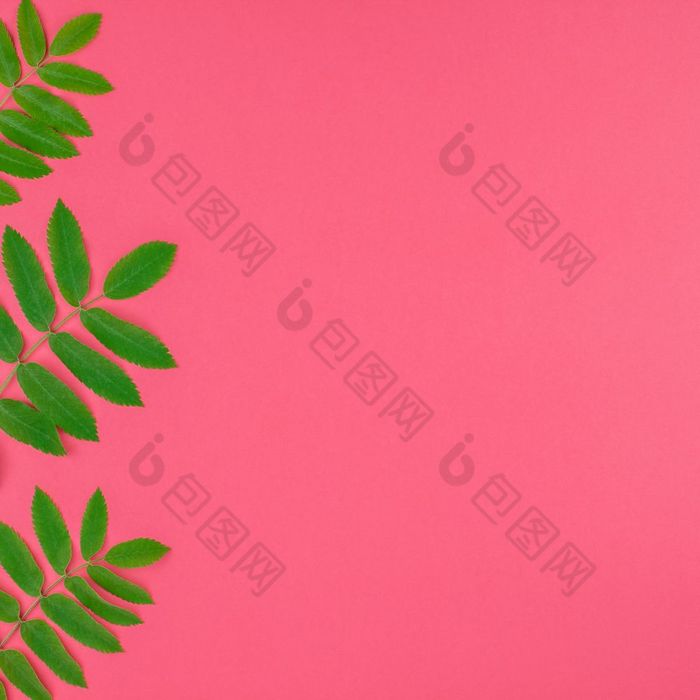 有创意的平躺前视图模式与新鲜的绿色罗文树叶子明亮的粉红色的广场背景与复制空间最小的双色版流行艺术风格框架模板为文本