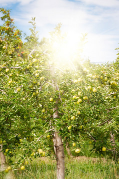 苹果果园完整的成熟的绿色水果阳光明媚的夏天一天