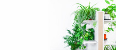 绿色盆栽室内植物首页装饰白色背景首页园艺概念室内花园明亮的光斯堪的那维亚风格