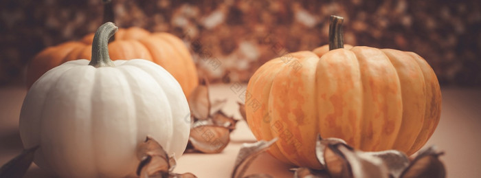 秋天橙色和白色南瓜感恩节万圣节背景木盒子与复制空间模板为秋天收获情绪文本长宽横幅