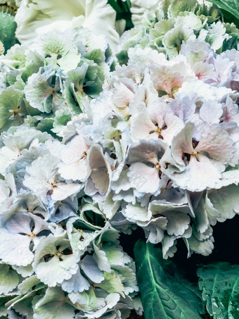 关闭美丽的白色绣球花花花束与水滴法国市场移动垂直摄影与爽肤水