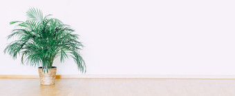 在室内平墙模型与绿色盆栽室内植物首页装饰极简主义风格首页园艺概念横幅室内艾里光斯堪的那维亚风格与木地板上