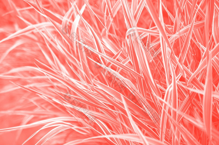 珊瑚粉红色的彩色的有创意的摘要草植物自然背景