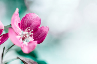 春天背景与盛开的明亮的粉红色的苹果树花美丽的自然<strong>场景</strong>与阳光果园摘要模糊春天背景与复制空间复活节阳光明媚的一天喜怒无常的<strong>大</strong>胆的颜色
