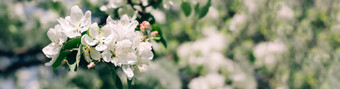 春天背景与盛开的白色苹果树花美丽的自然场景与阳光果园摘要模糊春天背景复活节阳光明媚的一天健美的过滤后的照片