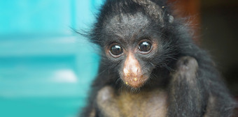 厄瓜多尔蜘蛛猴子婴儿常见的的名字单阿拉纳maquisapa科学的名字阿特勒斯belzebuth