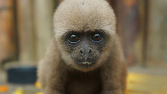 好奇的婴儿chorongo猴子看的相机非常关闭的镜头常见的的名字长毛猴子chorongo猴子科学的名字拉戈特里克斯拉戈特里查