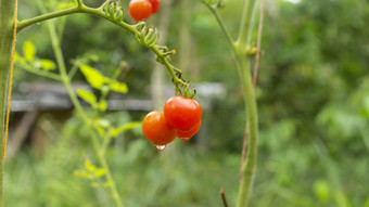 特写镜头视图集团红色的西红柿的植物之前被收获对背景绿色植被农场的厄瓜多尔亚马逊特写镜头视图集团红色的西红柿的植物之前被收获与绿色植被背景