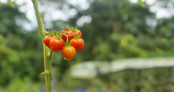 特写镜头视<strong>图集</strong>团红色的西红柿的植物之前被收获对背景绿色植被农场的厄瓜多尔亚马逊特写镜头视<strong>图集</strong>团红色的西红柿的植物之前被收获与绿色植被背景