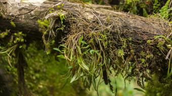 特写镜头视图集团绿色植物日益增长的下干树干的中间的安第斯山脉的森林附近的城市基多(Quito)集团绿色植物日益增长的下干树干的中间的安第斯山脉的森林附近的城市基多(Quito)