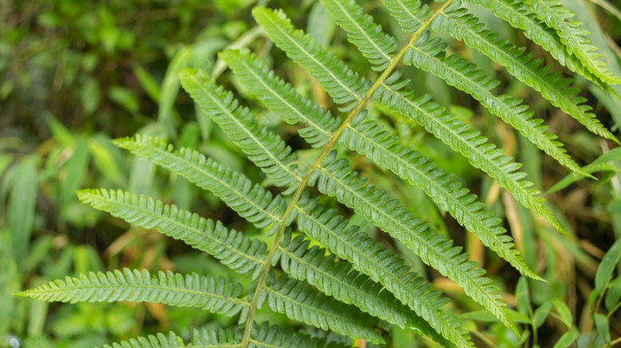 特写镜头视图绿色蕨类植物的中间的安第斯山脉的森林附近的城市基多(Quito)绿色蕨类植物的中间的安第斯山脉的森林附近的城市基多(Quito)