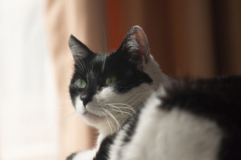 肖像白色猫与黑色的点休息房间与窗帘的背景白色猫与黑色的点休息房间与窗帘的背景