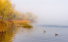 秋天雾的第聂伯河河的早....基辅乌克兰已经和树出现从的雾野鸭鸭子是游泳的平静水