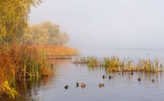 秋天雾的第聂伯河河的早....基辅乌克兰已经和树出现从的雾野鸭鸭子是游泳的平静水