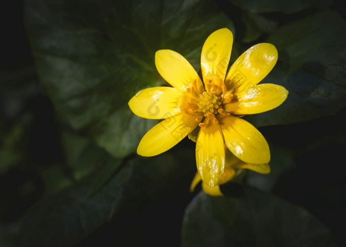 黄色的会弗娜花也已知的毛茛属植物会较小的白屈菜pilewort日益增长的的山的montefeltro地区意大利之间的pesaro和任教
