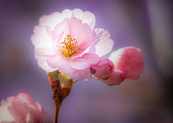 不错的粉红色的樱桃开花花樱花下的温暖的春天太阳