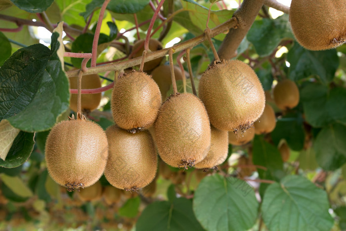 新鲜的猕猴桃水果树日益增长的猕猴桃猕猴桃