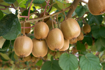 新鲜的猕猴桃水果树日益<strong>增长</strong>的猕猴桃猕猴桃