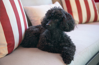 美丽的黑色的玩具贵宾犬休息户外沙发