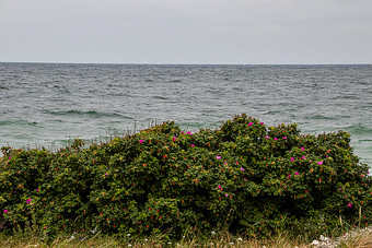布瑞尔·罗玫瑰<strong>布什</strong>的海滩背景波罗的海海布瑞尔·罗玫瑰<strong>布什</strong>海滩