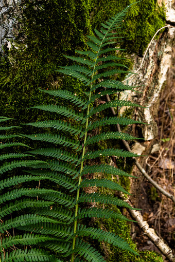 分支森林蕨类植物特写镜头森林蕨类植物背景树
