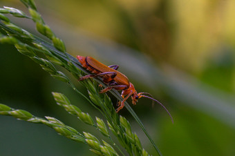 红色的和黄色的软甲虫坐在叶片草宏红黄软甲虫叶片草